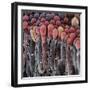 Choroid Plexus Secretory Cells, SEM-Steve Gschmeissner-Framed Premium Photographic Print