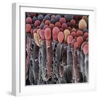 Choroid Plexus Secretory Cells, SEM-Steve Gschmeissner-Framed Premium Photographic Print