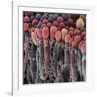 Choroid Plexus Secretory Cells, SEM-Steve Gschmeissner-Framed Photographic Print