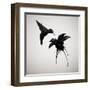 Chorum-Ruben Ireland-Framed Art Print