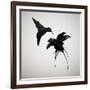 Chorum-Ruben Ireland-Framed Premium Giclee Print