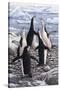 Chorus Chinstrap Penguins-Jeremy Paul-Stretched Canvas