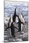 Chorus Chinstrap Penguins-Jeremy Paul-Mounted Giclee Print