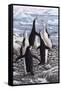 Chorus Chinstrap Penguins-Jeremy Paul-Framed Stretched Canvas