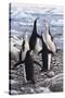 Chorus Chinstrap Penguins-Jeremy Paul-Stretched Canvas