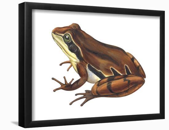 Chorus Frog (Pseudacris Ornata) , Amphibians-Encyclopaedia Britannica-Framed Poster