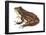 Chorus Frog (Pseudacris Ornata) , Amphibians-Encyclopaedia Britannica-Framed Poster
