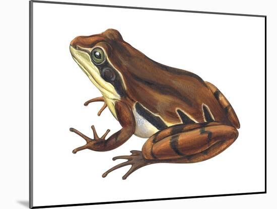 Chorus Frog (Pseudacris Ornata) , Amphibians-Encyclopaedia Britannica-Mounted Poster