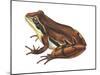 Chorus Frog (Pseudacris Ornata) , Amphibians-Encyclopaedia Britannica-Mounted Poster