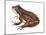 Chorus Frog (Pseudacris Ornata) , Amphibians-Encyclopaedia Britannica-Mounted Poster