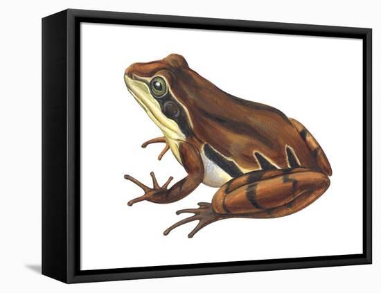 Chorus Frog (Pseudacris Ornata) , Amphibians-Encyclopaedia Britannica-Framed Stretched Canvas