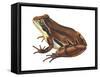 Chorus Frog (Pseudacris Ornata) , Amphibians-Encyclopaedia Britannica-Framed Stretched Canvas
