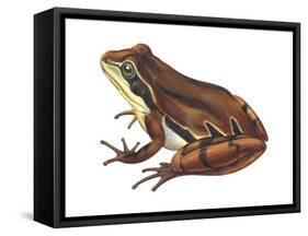 Chorus Frog (Pseudacris Ornata) , Amphibians-Encyclopaedia Britannica-Framed Stretched Canvas