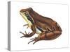 Chorus Frog (Pseudacris Ornata) , Amphibians-Encyclopaedia Britannica-Stretched Canvas