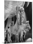 Chorus Girl Standing on Horse's Back During Filming of the Movie "The Ziegfeld Follies"-John Florea-Mounted Photographic Print