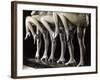 Chorus Girls' Legs-Bettmann-Framed Photographic Print