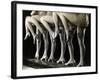 Chorus Girls' Legs-Bettmann-Framed Photographic Print