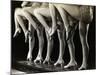 Chorus Girls' Legs-Bettmann-Mounted Photographic Print