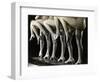 Chorus Girls' Legs-Bettmann-Framed Photographic Print