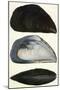 Chorus Mussel, 1821-null-Mounted Giclee Print