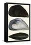 Chorus Mussel, 1821-null-Framed Stretched Canvas