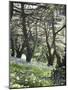 Chouf Cedar Reserve, Lebanon, Middle East-Wendy Connett-Mounted Photographic Print