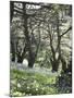 Chouf Cedar Reserve, Lebanon, Middle East-Wendy Connett-Mounted Photographic Print