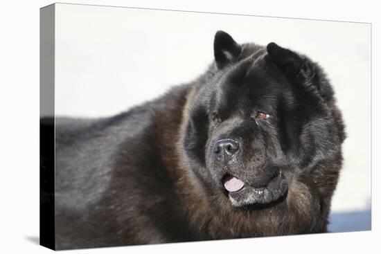Chow Chow 02-Bob Langrish-Stretched Canvas