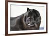 Chow Chow 02-Bob Langrish-Framed Photographic Print