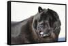 Chow Chow 02-Bob Langrish-Framed Stretched Canvas