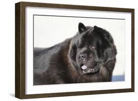 Chow Chow 02-Bob Langrish-Framed Photographic Print