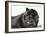 Chow Chow 02-Bob Langrish-Framed Photographic Print