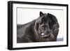 Chow Chow 02-Bob Langrish-Framed Photographic Print