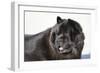 Chow Chow 02-Bob Langrish-Framed Photographic Print