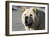 Chow Chow 11-Bob Langrish-Framed Photographic Print