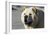 Chow Chow 11-Bob Langrish-Framed Photographic Print