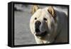 Chow Chow 11-Bob Langrish-Framed Stretched Canvas