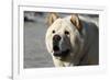 Chow Chow 11-Bob Langrish-Framed Photographic Print