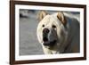 Chow Chow 11-Bob Langrish-Framed Photographic Print