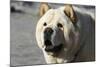 Chow Chow 11-Bob Langrish-Mounted Photographic Print