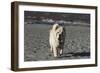 Chow Chow 24-Bob Langrish-Framed Photographic Print