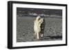 Chow Chow 24-Bob Langrish-Framed Photographic Print