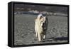 Chow Chow 24-Bob Langrish-Framed Stretched Canvas