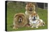 Chow Chow-null-Stretched Canvas