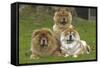 Chow Chow-null-Framed Stretched Canvas