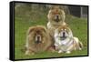 Chow Chow-null-Framed Stretched Canvas