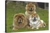 Chow Chow-null-Stretched Canvas