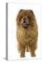 Chow Chow-null-Stretched Canvas