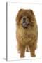 Chow Chow-null-Stretched Canvas
