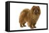 Chow Chow-null-Framed Stretched Canvas